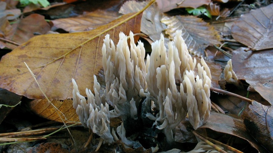 Лепиота молодой гриб