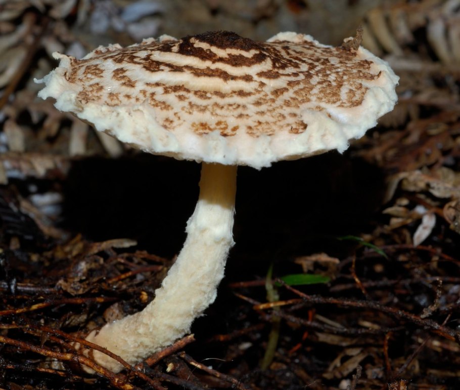 Гриб лепиота древесинная