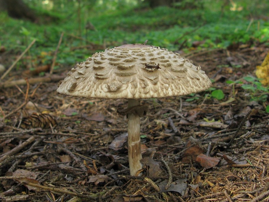 Гриб-зонтик краснеющий Macrolepiota rhacodes