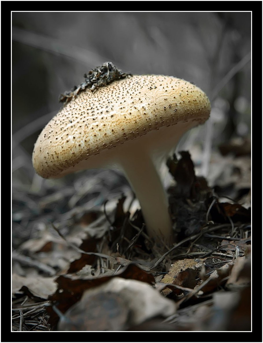 Лепиота острочешуйчатая