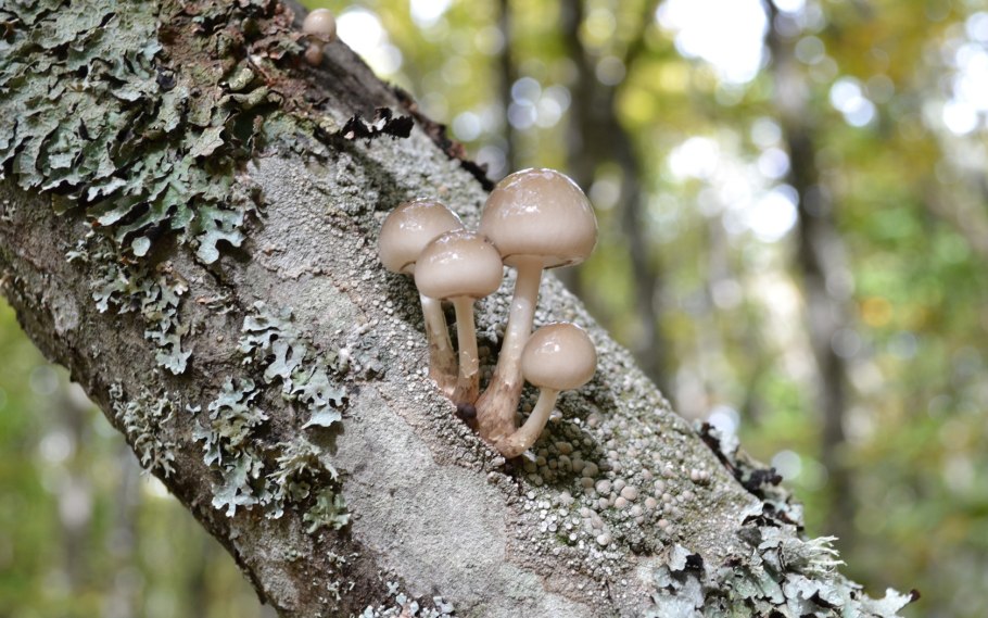 Ядовитые грибы на деревьях