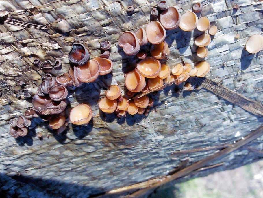 Пецица пузырчатая гриб