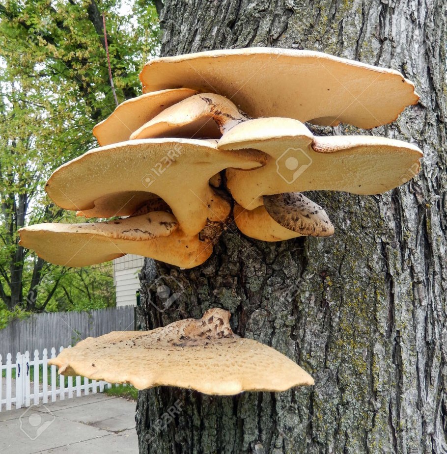 Грибы растущие на поваленных деревьях