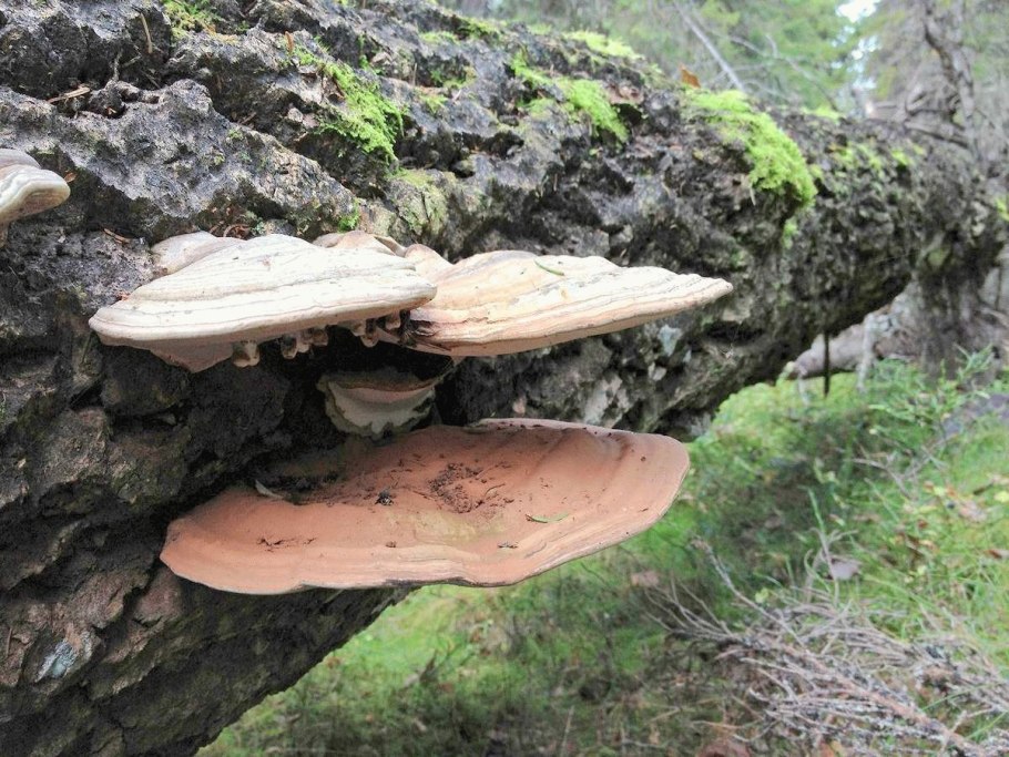 Паразитический гриб трутовик