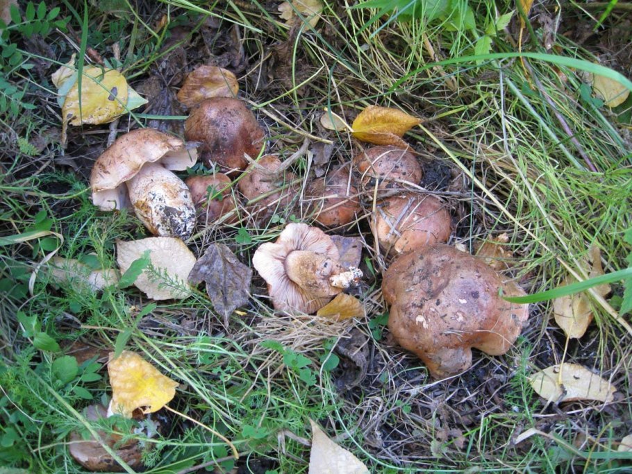 Гриб рядовка Тополевая