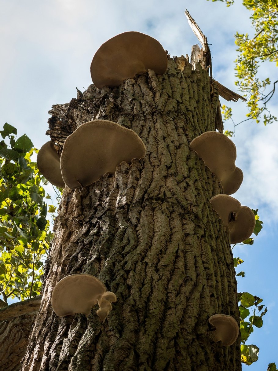 Грибное дерево