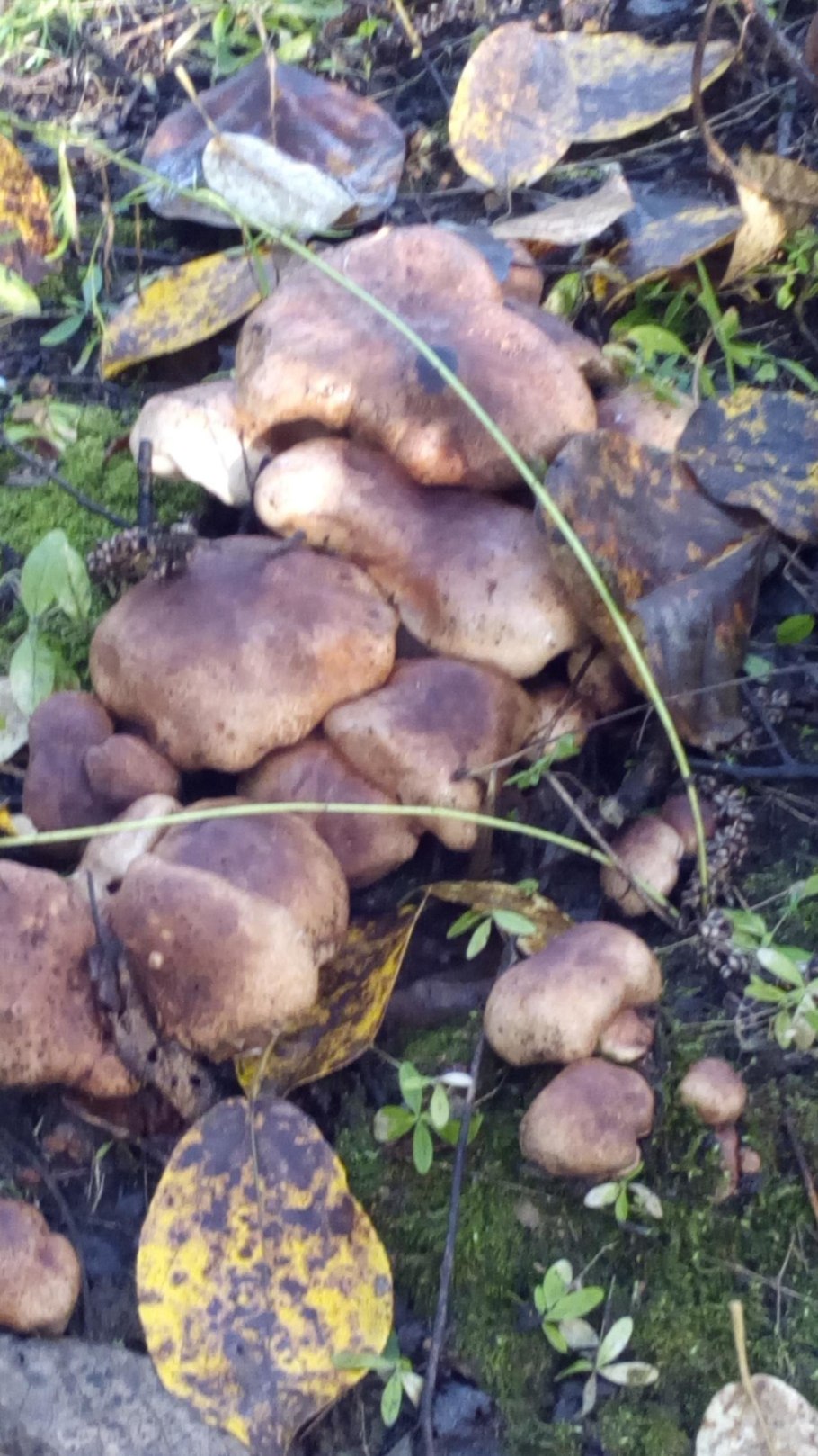 Рядовка Тополевая Tricholoma populinum