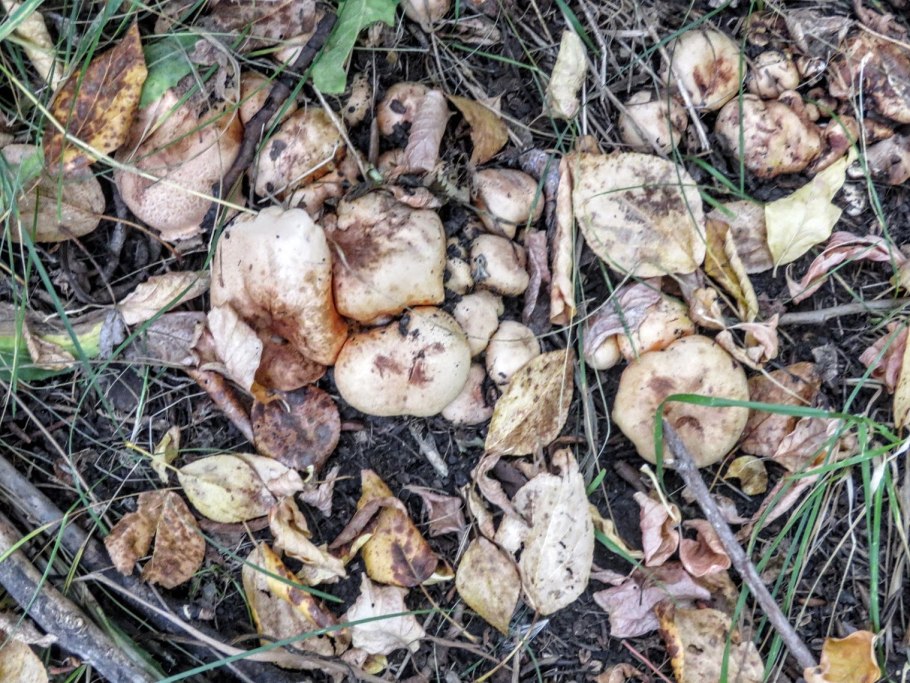 Tricholoma populinum гриб
