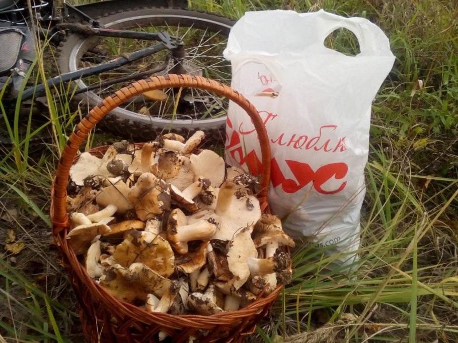 Тополиная дорожка гриб