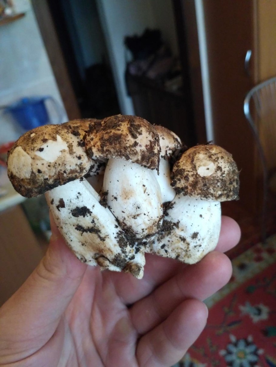 Рядовка Тополевая Tricholoma populinum