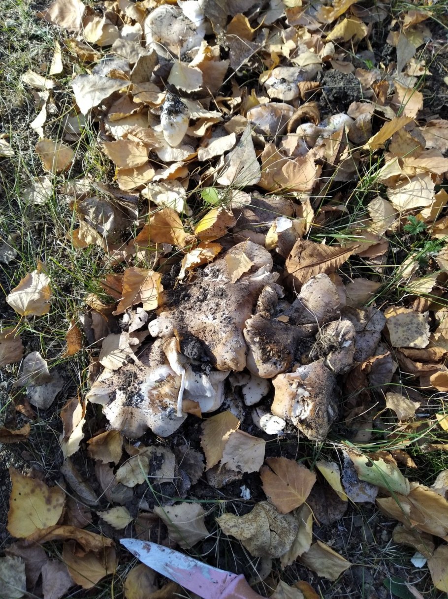 Рядовка Тополевая Tricholoma populinum