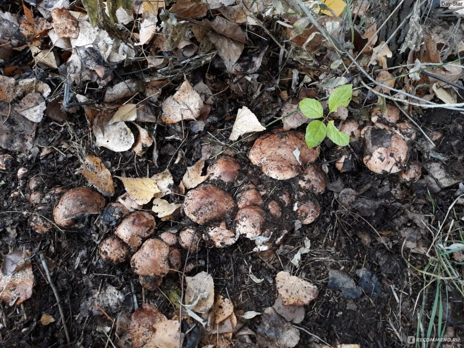 Гриб Тополевка рядовка