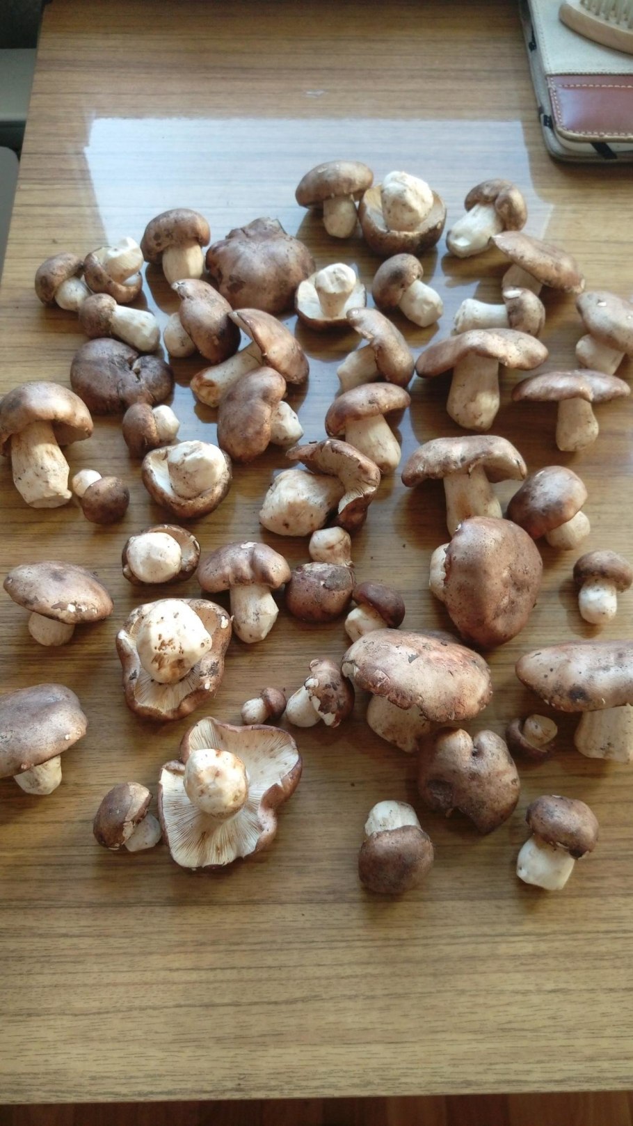 Рядовка пятнистая (Tricholoma pessundatum)