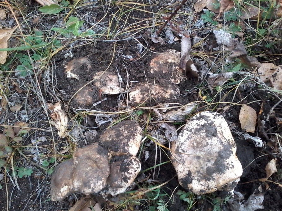 Tricholoma populinum