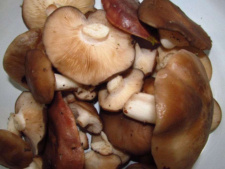 Рядовка подтопольник