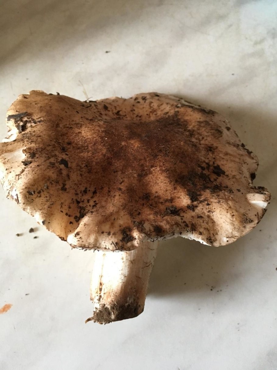 Рядовка скученная Lyophyllum decastes