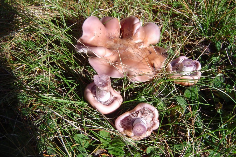 Рядовка Тополевая Tricholoma populinum