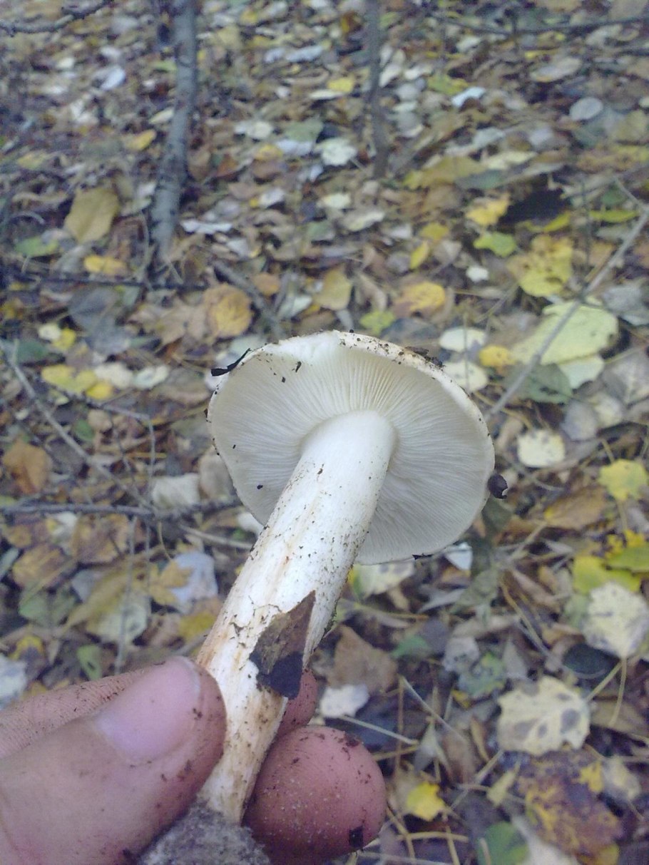 Рядовка Тополевая Tricholoma populinum