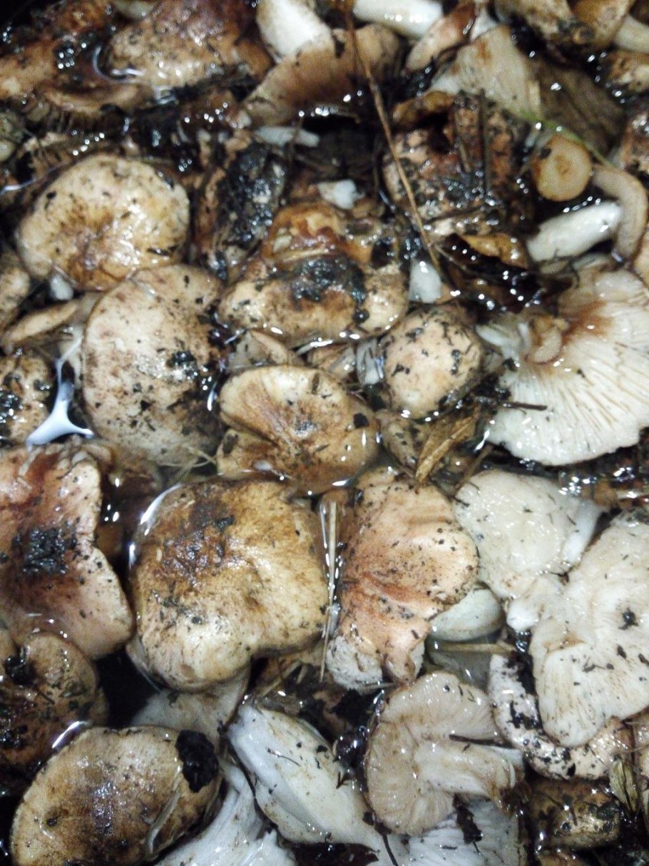 Подтопольник ( рядовка Тополевая )грибы