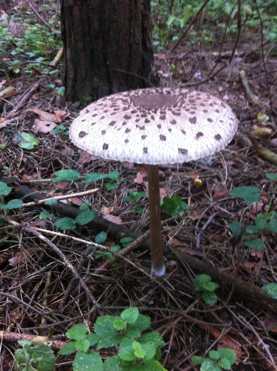 Гриб-зонтик краснеющий (Chlorophyllum rhacodes)