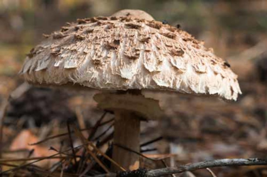 Macrolepiota procera гриб