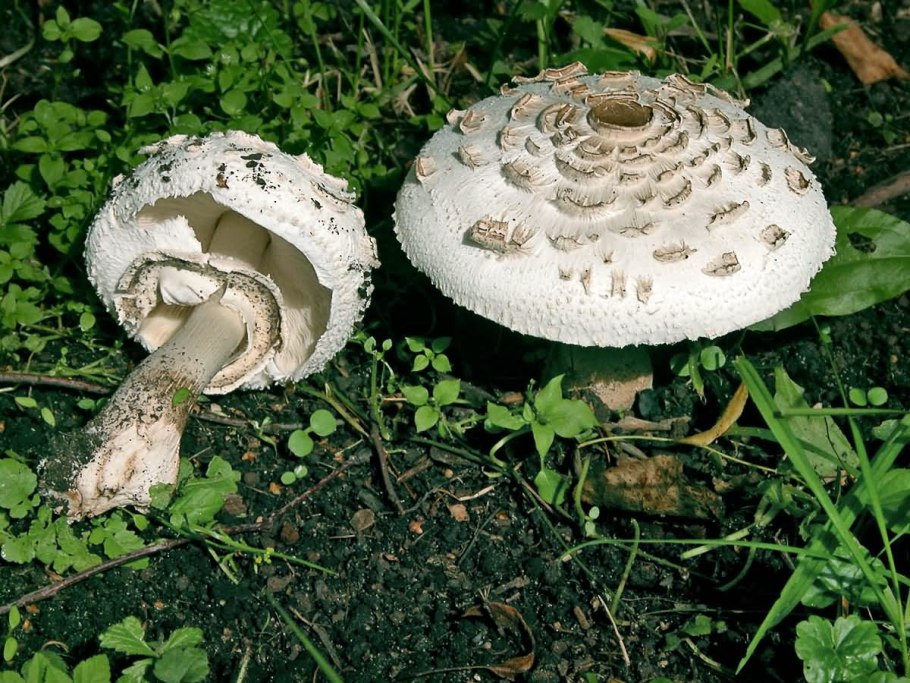 Зонтик пёстрый macrolepiota procera