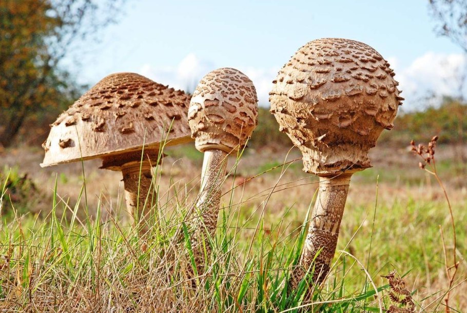 Зонтик пёстрый Macrolepiota procera