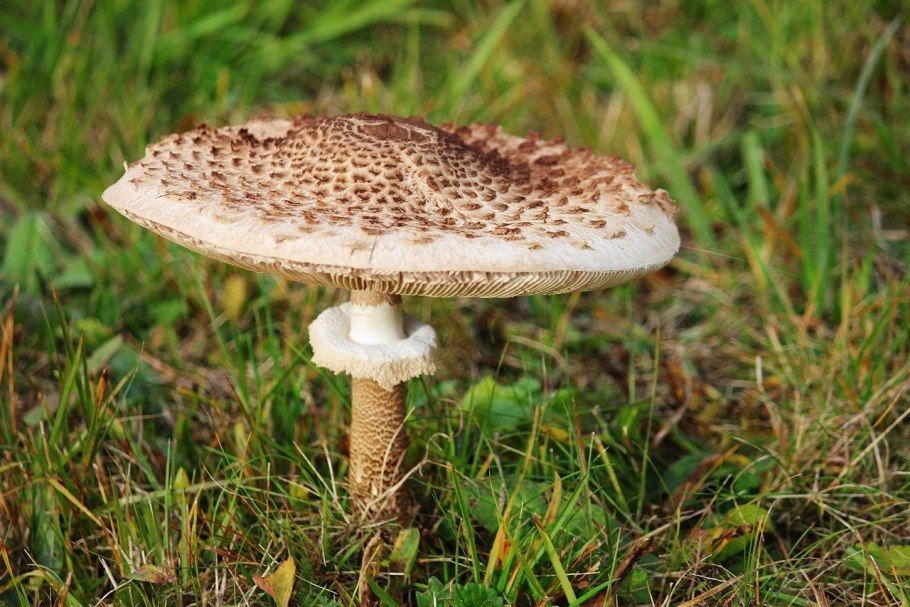 Гриб-зонтик девичий (Macrolepiota puellaris)