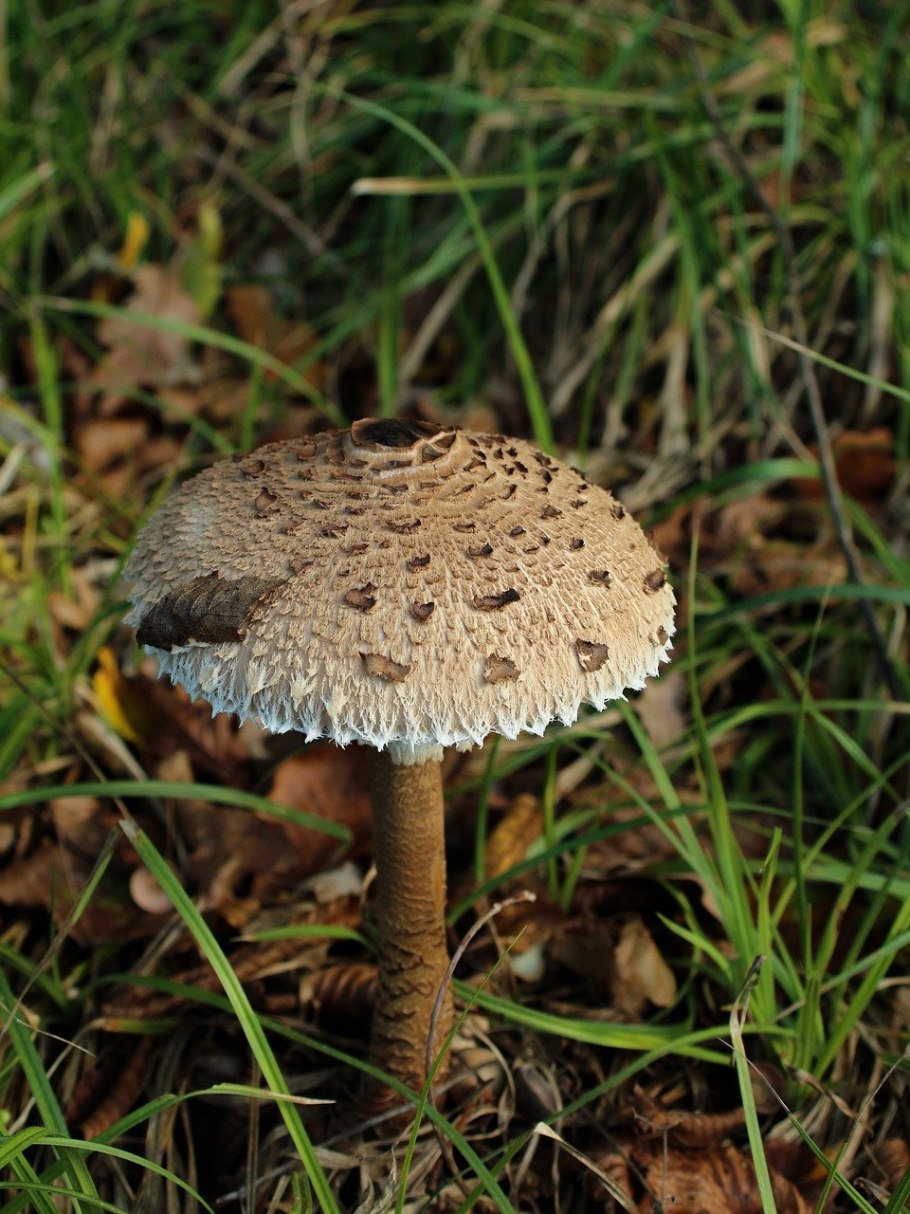 Зонтик свинцовошлаковый (Chlorophyllum molybdites)