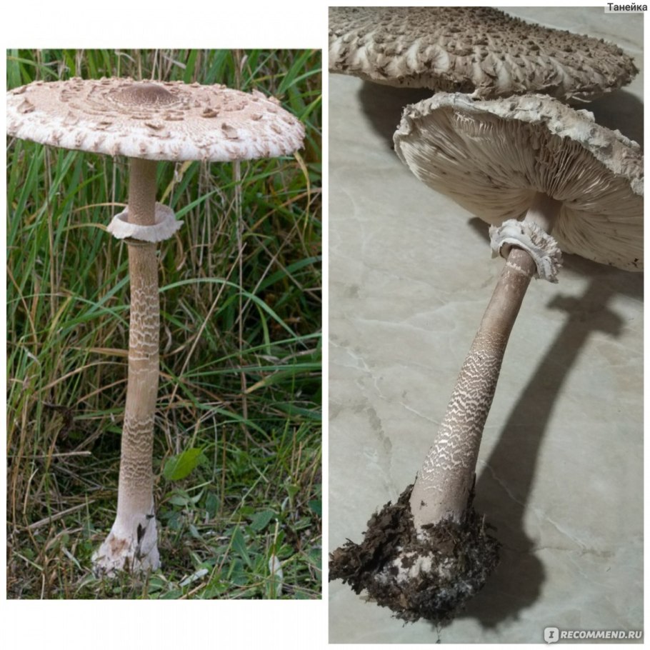 Гриб-зонтик пёстрый