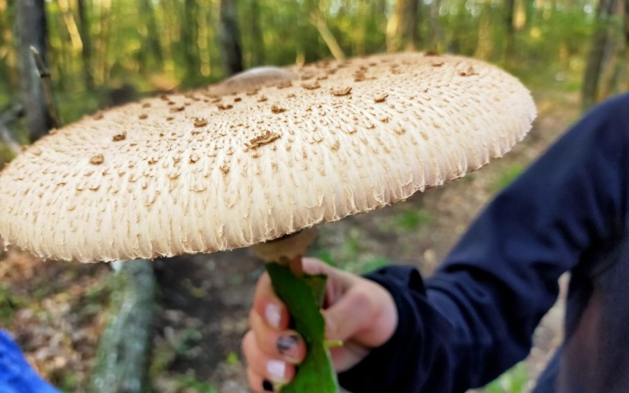 Macrolepiota procera гриб