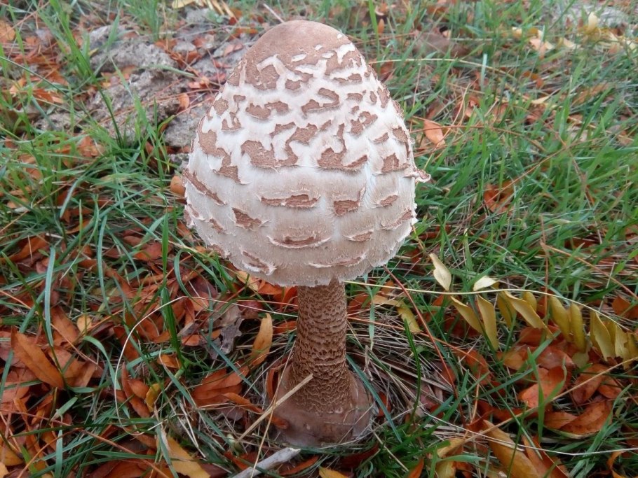 Гриб зонтик пёстрый macrolepiota procera