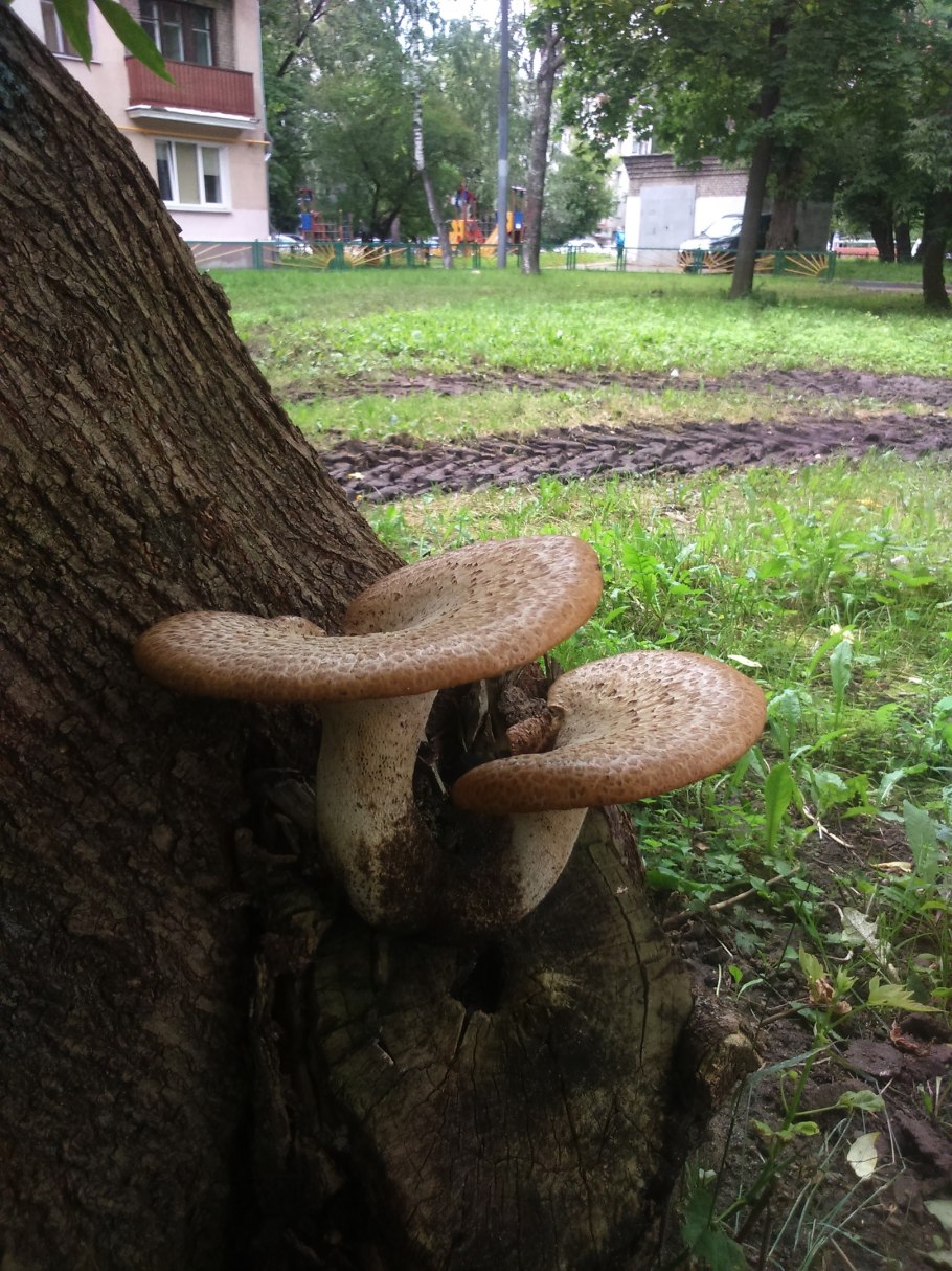 Большие грибы растущие под деревьями