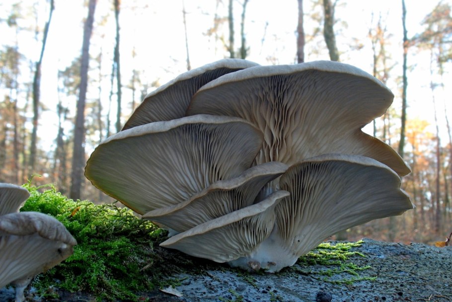 Вешенка обыкновенная (Pleurotus ostreatus)