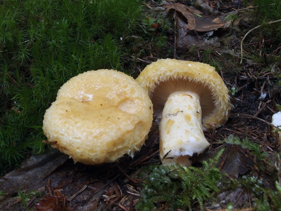Груздь жёлтый Lactarius scrobiculatus