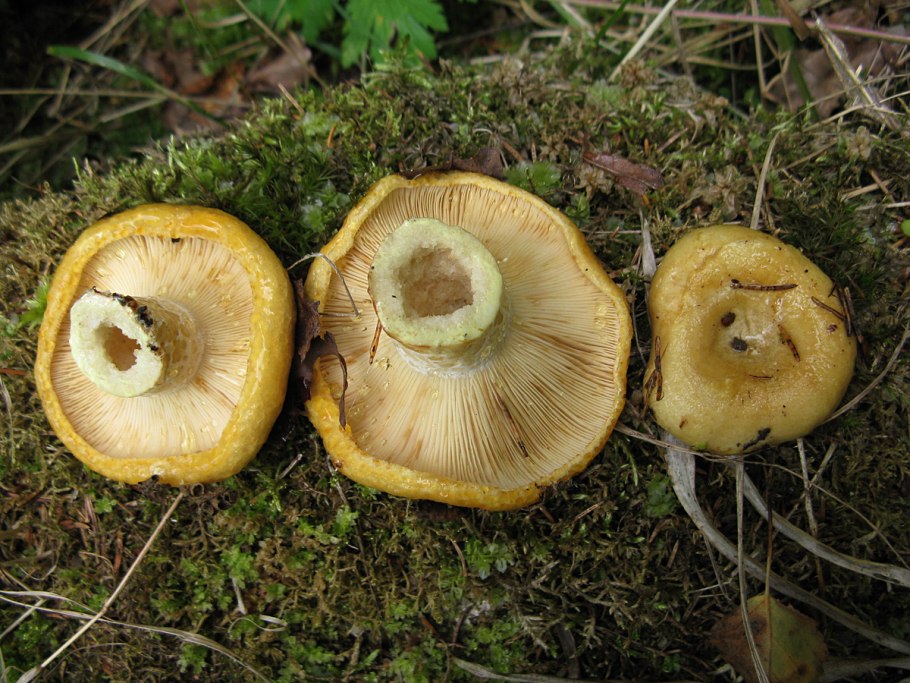 Lactarius scrobiculatus