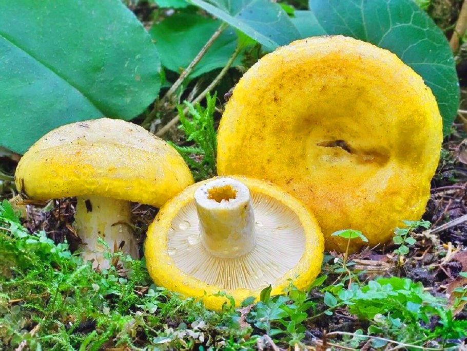 Груздь жёлтый (лат. Lactarius scrobiculatus)