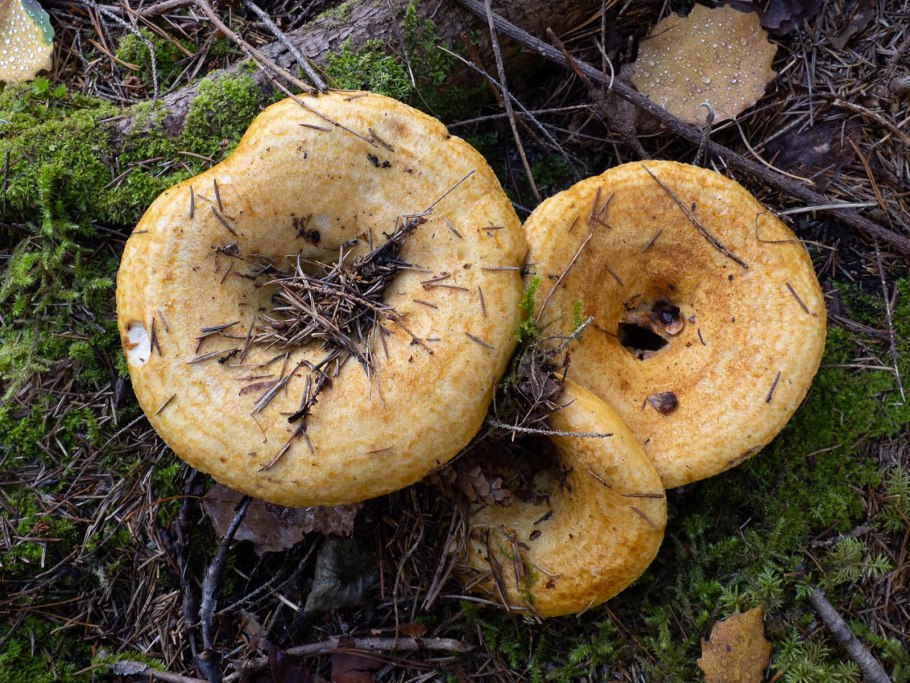 Груздь жёлтый Lactarius scrobiculatus