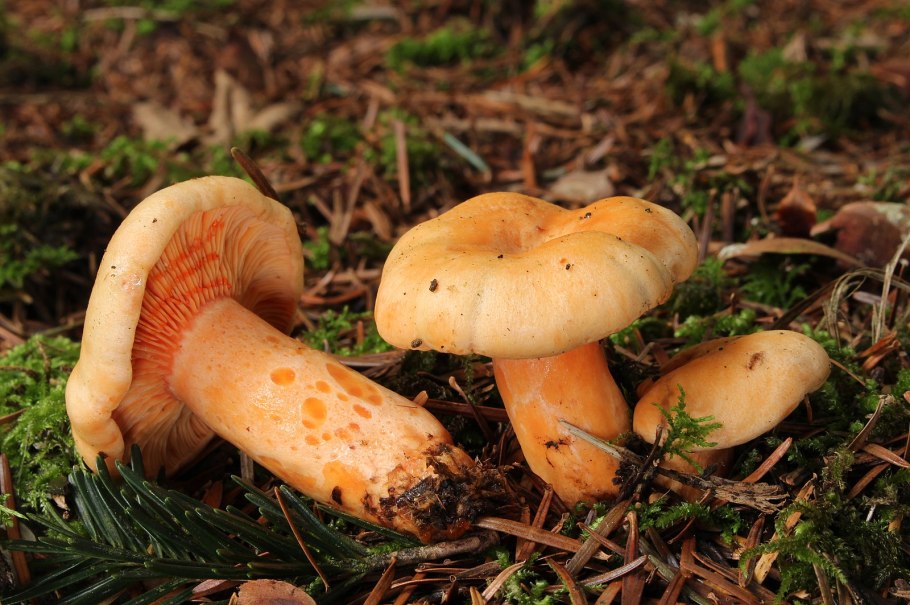 Lactarius scoticus
