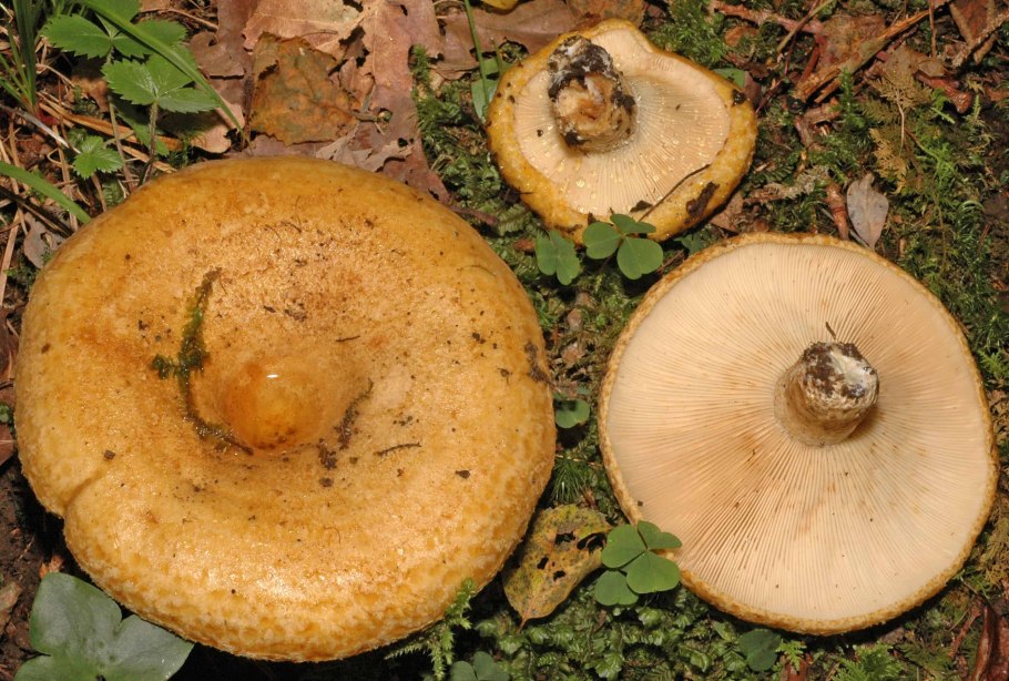 Груздь жёлтый Lactarius scrobiculatus