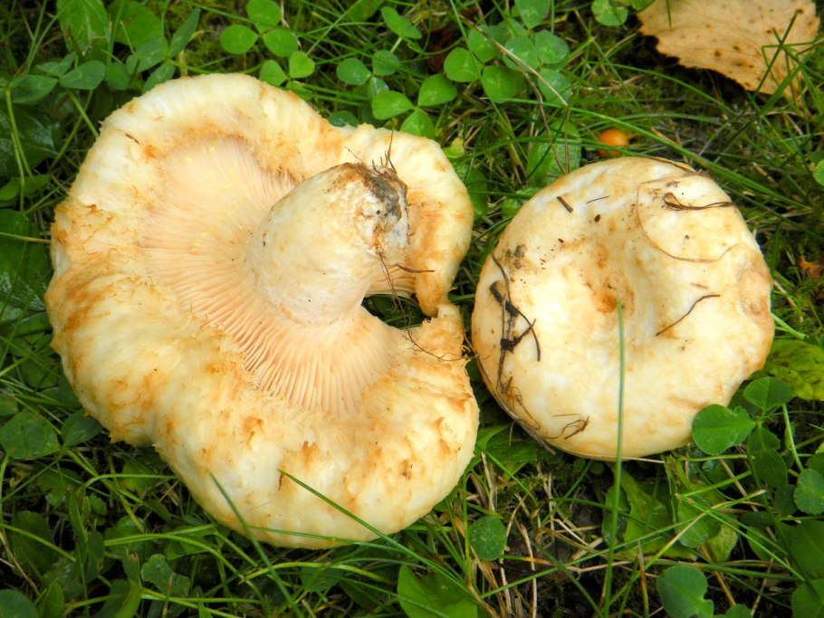 Груздь жёлтый Lactarius scrobiculatus