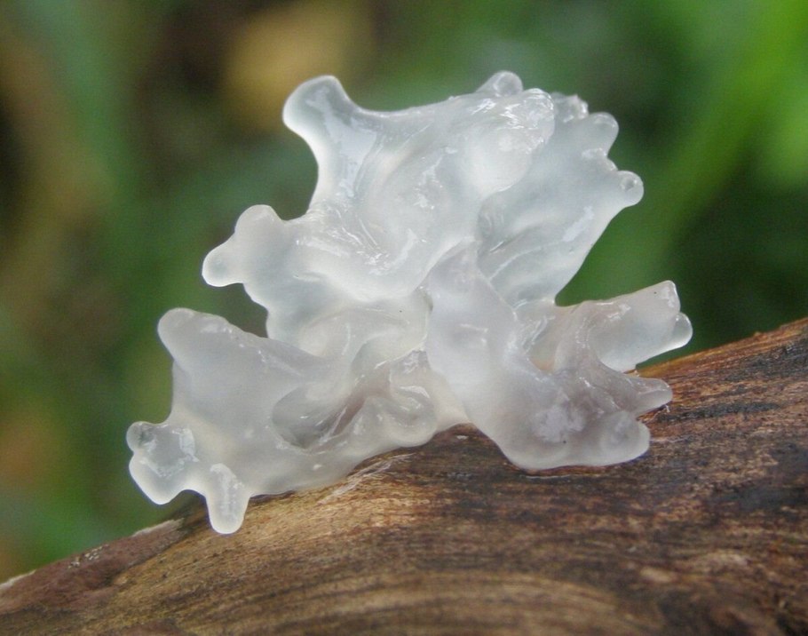 Tremella fuciformis