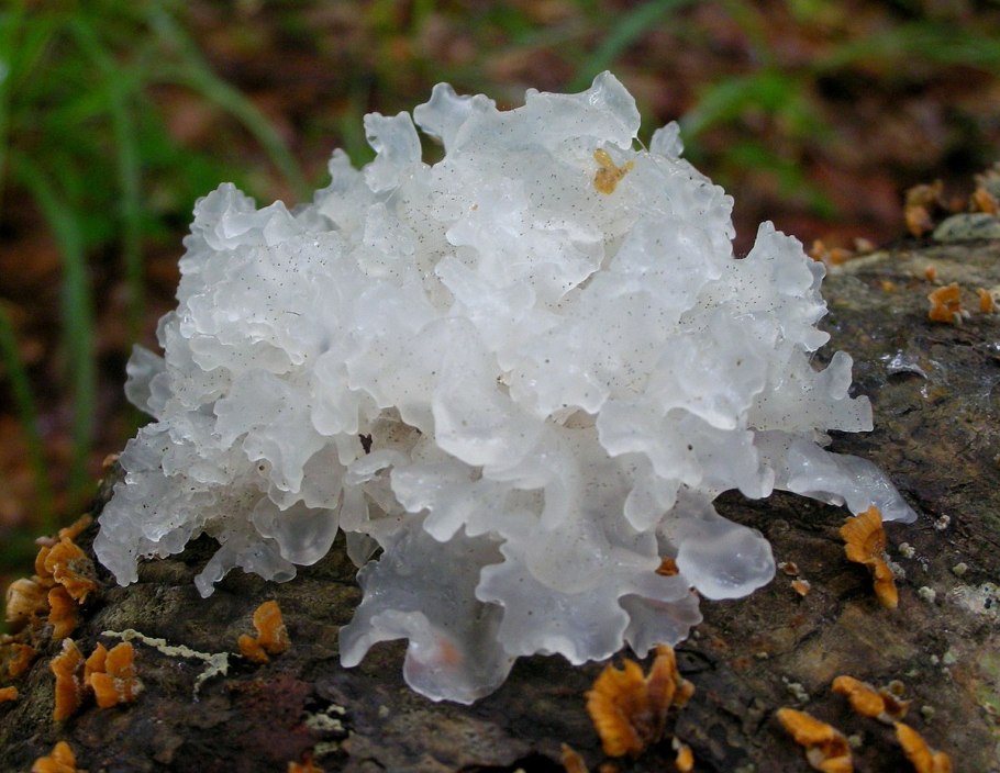 Tremella fuciformis