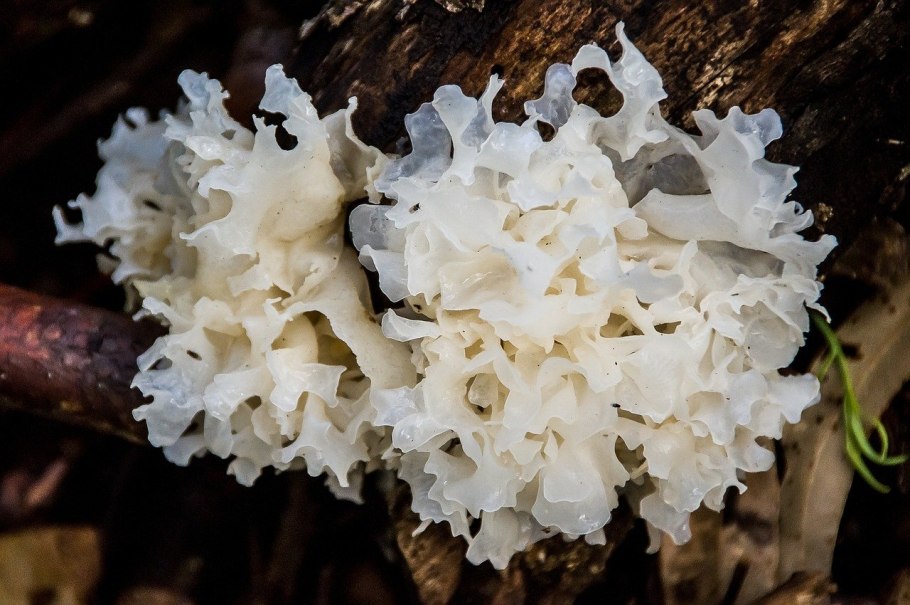 Гриба Tremella fuciformis