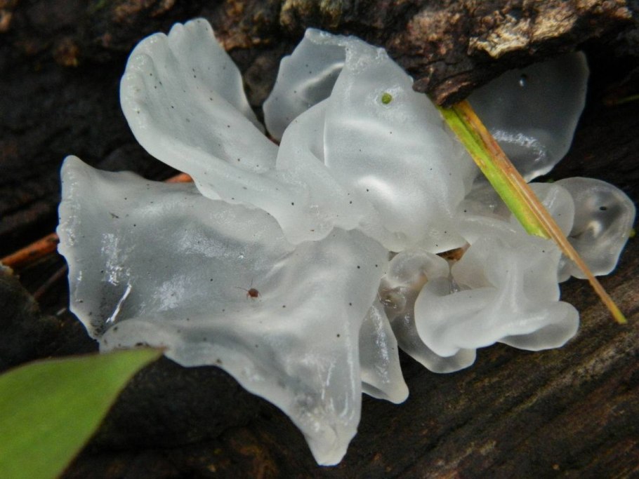 Tremella fuciformis