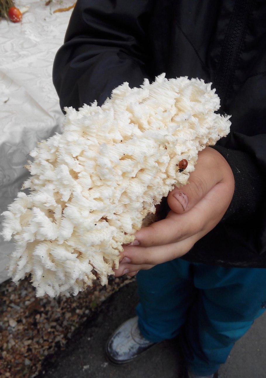 Гриб коралловый шитаки