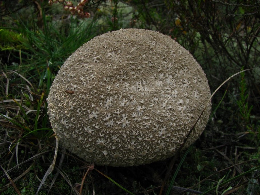 Круглые грибы без ножки