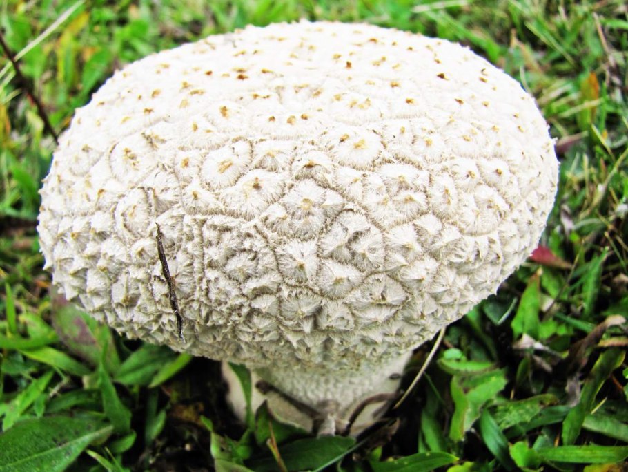 Гриб дождевик ГОЛОВАЧ