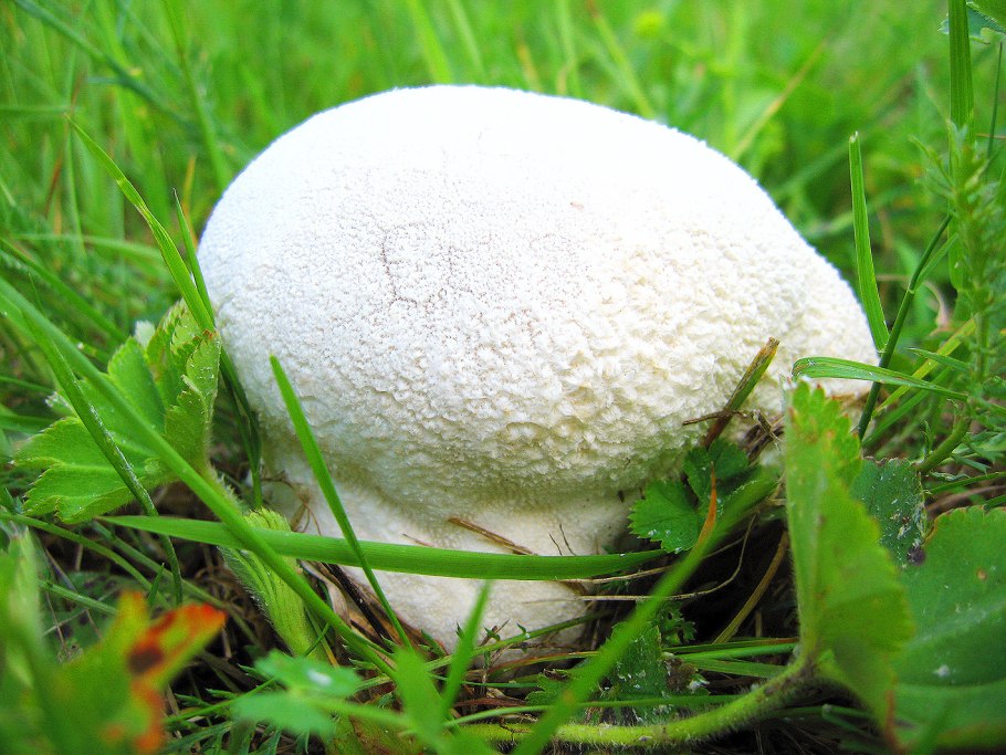 ГОЛОВАЧ продолговатый гриб