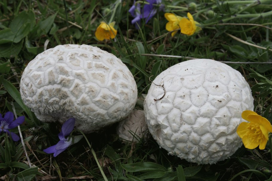 Calvatia utriformis (ГОЛОВАЧ мешковатый)